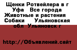 Щенки Ротвейлера в г.Уфа - Все города Животные и растения » Собаки   . Ульяновская обл.,Ульяновск г.